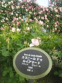 中之島バラ園の薄暮