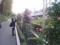 バラの小径
