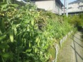 20150506　いよいよ収穫期のエンドウ豆