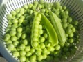 一さやに8個入っているのもあった