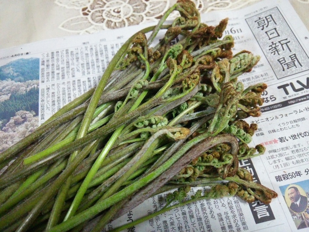 ワラビの灰汁 あく 抜きは小麦粉で簡単 植物は外敵から身を守るために灰汁を持っているのです ほうちゃんの日記 感動 ワラビの灰汁 あく 抜きは小麦粉で簡単 植物は外敵から身を守るために灰汁を持っているのです ほうちゃんの日記 感動