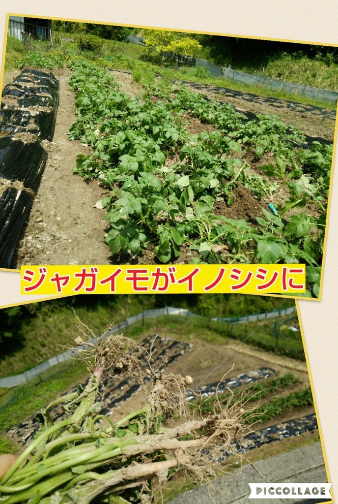 f:id:kandou:20180514140212j:plain