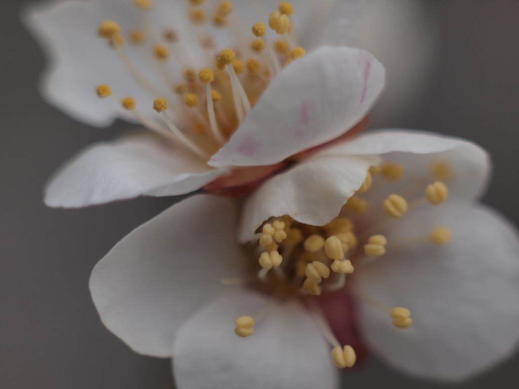 f:id:kandou:20190208173650j:plain f:id:kandou:20190208173650j:plain