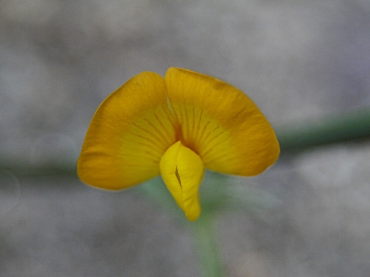 落花生の花 ほうちゃんの日記 感動