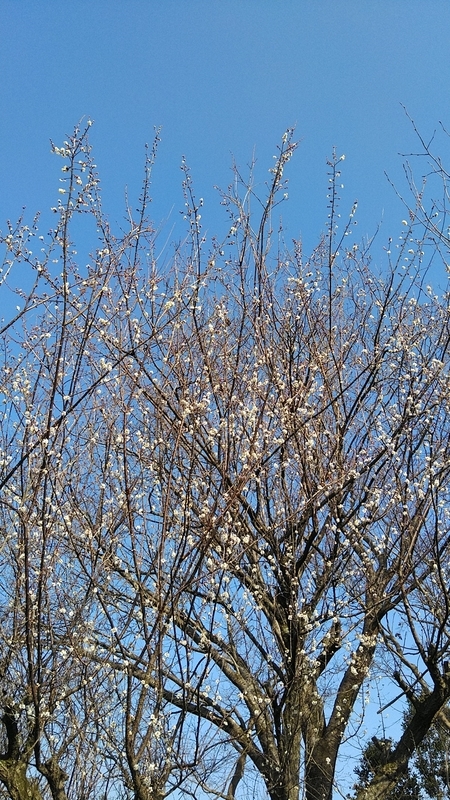 f:id:kandzume:20210207140501j:plain