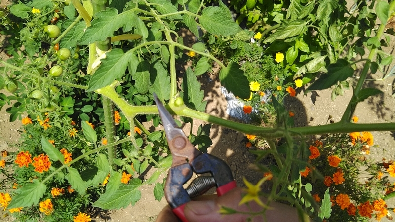 f:id:kandzume:20210806093039j:plain