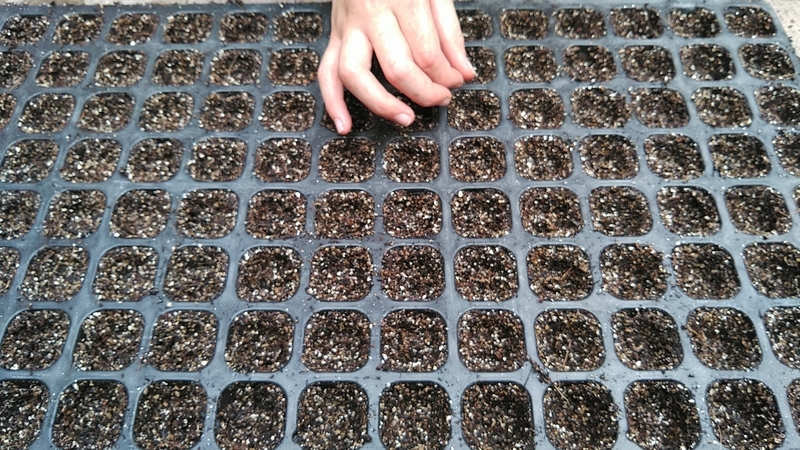 f:id:kandzume:20210821161451j:plain