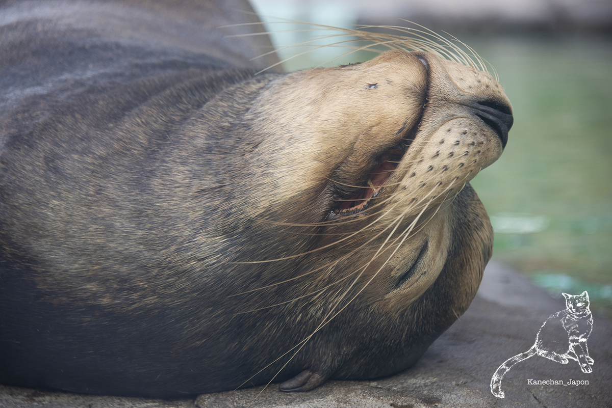 上野動物園 カリフォルニアアシカ ねこさんの旅日記