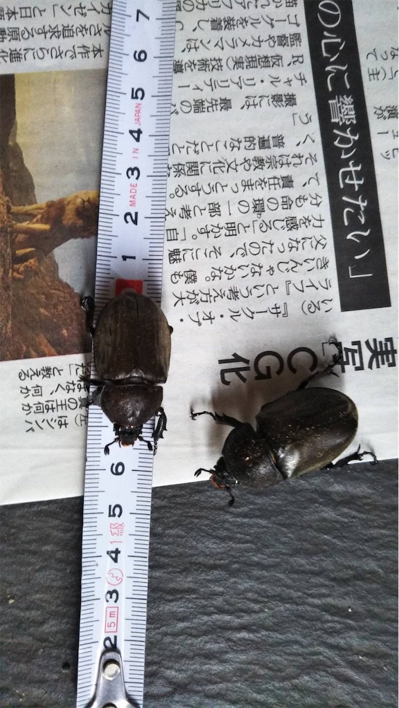 f:id:kanenonarumachi:20190826064248j:image f:id:kanenonarumachi:20190826064248j:image