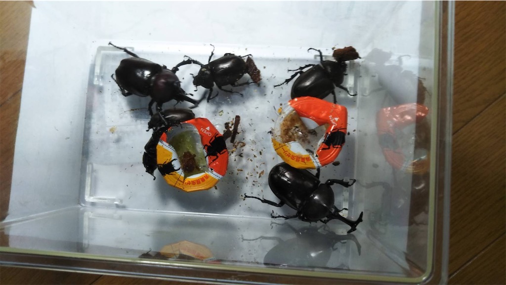 f:id:kanenonarumachi:20190826064411j:image f:id:kanenonarumachi:20190826064411j:image