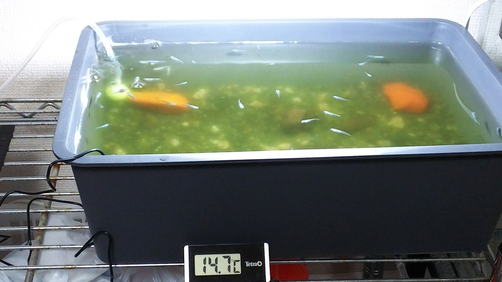 メダカが水カビ病になった時の対処法 メダカの飼育 Com メダカの飼育情報が満載