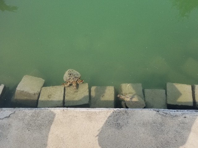 f:id:kanesandays:20190830094454j:image