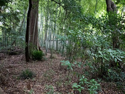 イメージ 51