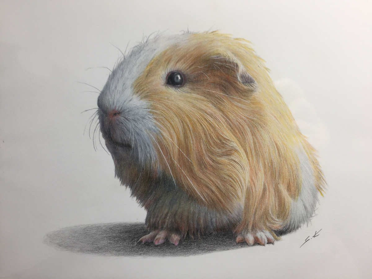 最近購入した絵画について⑤『モルモット a12(色鉛筆画)』（近藤俊一