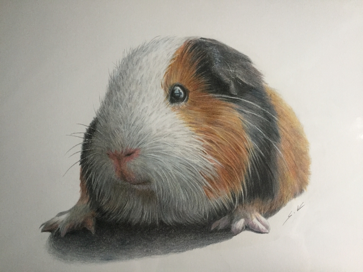 最近購入した絵画について⑦『モルモット a11(色鉛筆画)』（近藤俊一