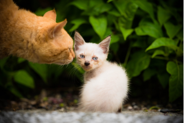 猫がいびきをかいている場合の対処法