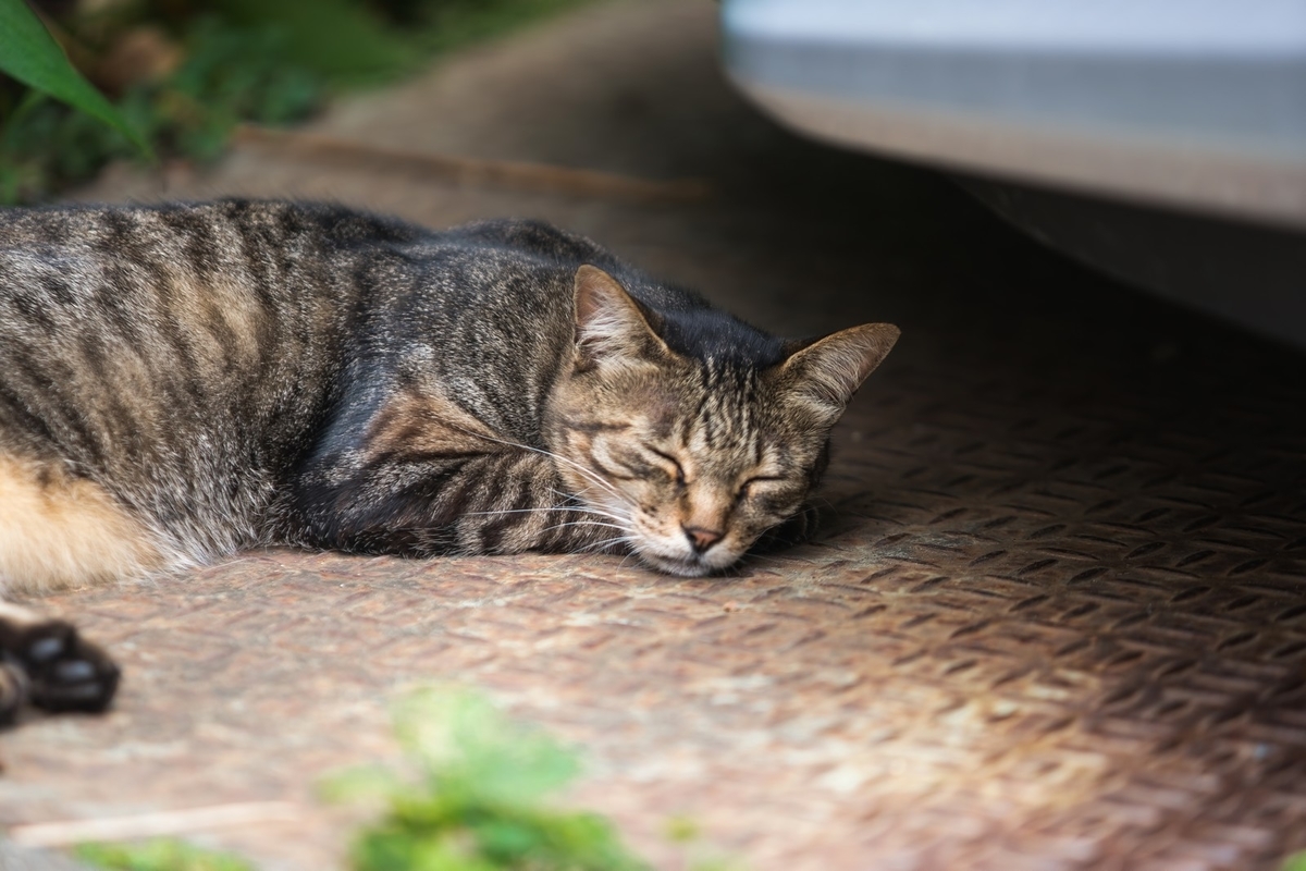 f:id:kanican:20190523233538j:plain f:id:kanican:20190523233538j:plain