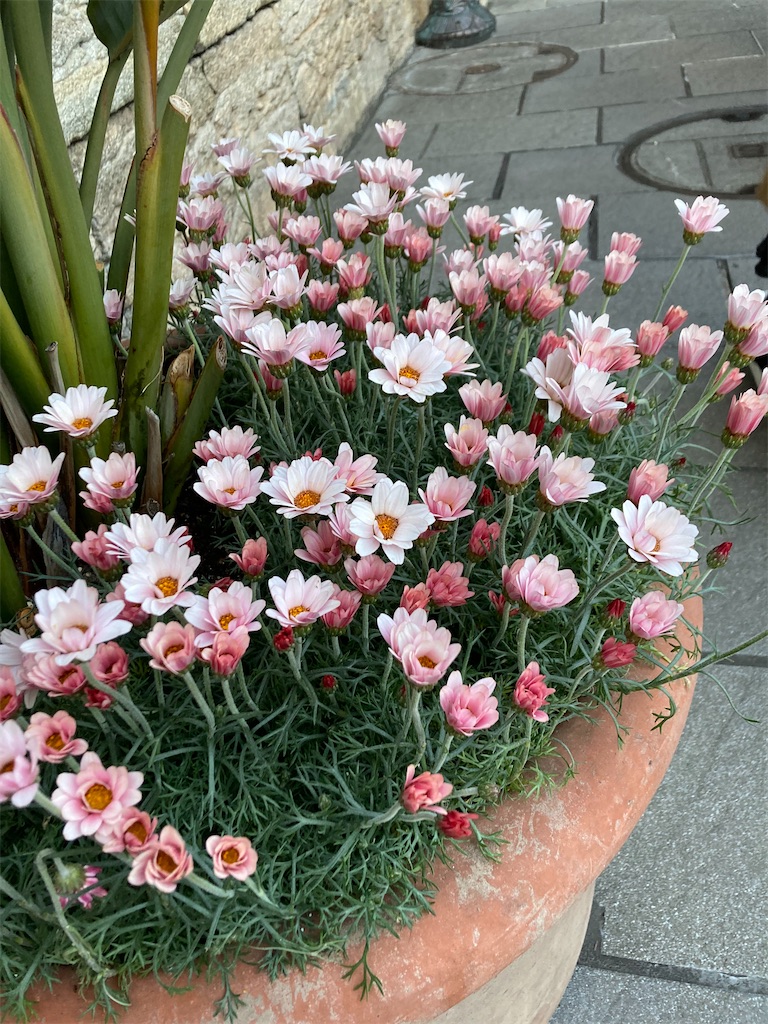 f:id:kanichang_htn:20240302084900j:image