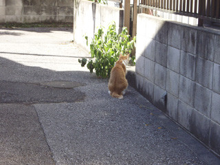 f:id:kanimaster:20100718211257j:image
