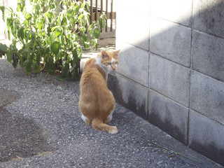 f:id:kanimaster:20100718211258j:image