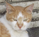 f:id:kanimaster:20100718211305j:image