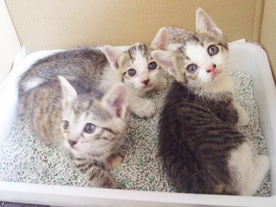 f:id:kanimaster:20100719220116j:image