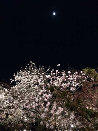 f:id:kanin:20140412005149j:image