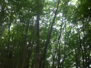 f:id:kaniusagi:20120729092206j:image