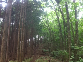 f:id:kaniusagi:20120729100321j:image