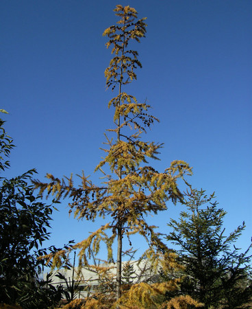 20051119080741
