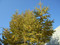20051123081753