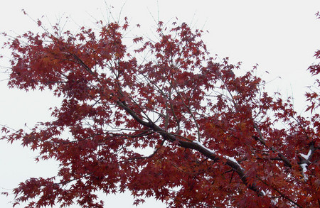 雪紅葉