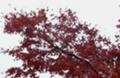雪紅葉