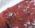 雪紅葉
