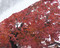 雪紅葉