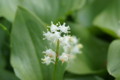 花咲く氷河期の森