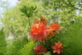 花咲く氷河期の森