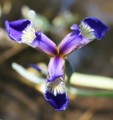 花咲く氷河期の森