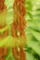 花咲く氷河期の森