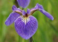 花咲く氷河期の森