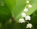 花咲く氷河期の森