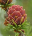 花咲く氷河期の森