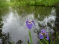 花盛りの「氷河期の森」─雨の日