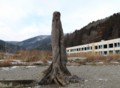 雄勝　樹痕1301