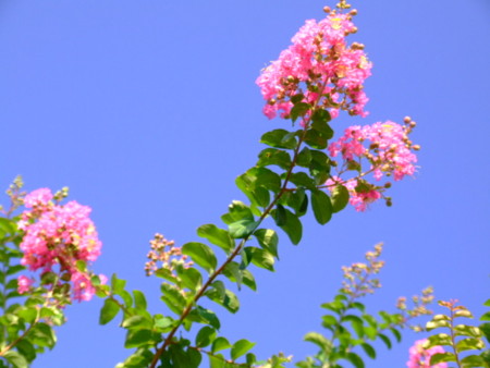 数量は多い  『 残暑の中の花の咲く さるすべり 枝成り完熟 - 』 洗顔料