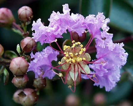 大人気新品  残暑の中の花の咲く 『 枝成り完熟 - 』 さるすべり 洗顔料