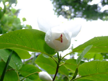 20080529071410