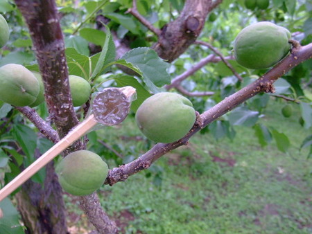 f:id:kanjuku107:20080608065152j:image f:id:kanjuku107:20080608065152j:image