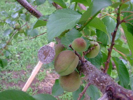 f:id:kanjuku107:20080608065225j:image f:id:kanjuku107:20080608065225j:image