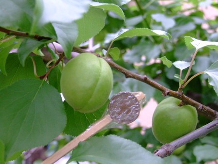 f:id:kanjuku107:20080608070252j:image f:id:kanjuku107:20080608070252j:image